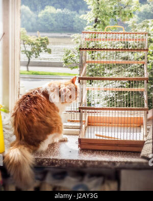 Katze mit Vogelkäfig auf Sommer Fenster am Tag Stockfoto