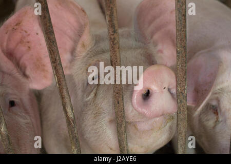 Nahaufnahme von Schweinen im Gehäuse auf der farm Stockfoto