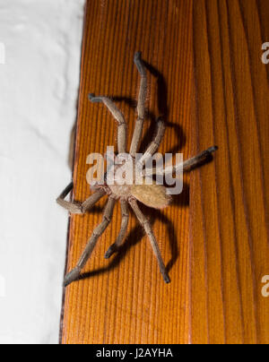 Nahaufnahme der Spinne auf Holz Stockfoto