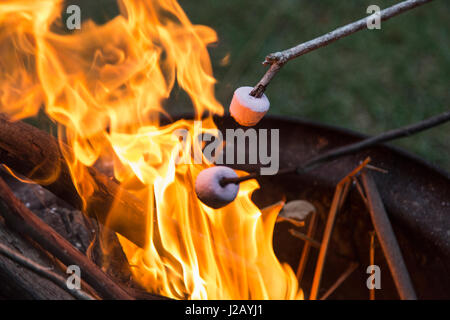 Nahaufnahme von Marshmallows über Feuer geröstet wird Stockfoto