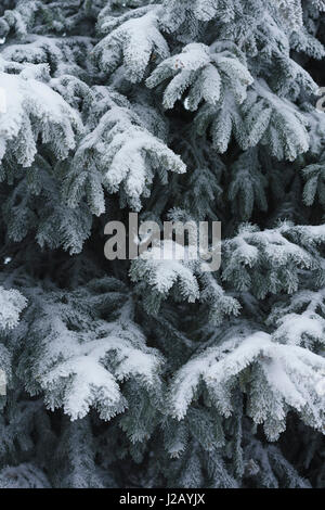 Full-Frame-Schuss von Schnee bedeckt Kiefern Stockfoto