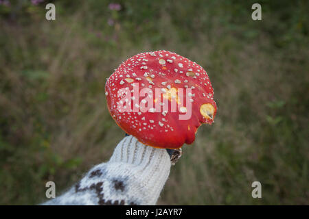 Bild von Hand mit Fliegenpilz Pilz abgeschnitten Stockfoto