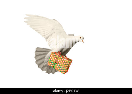weiße Taube fliegen in den Beinen hält ein Geschenk auf einem weißen Hintergrund, Symbol des Friedens Stockfoto