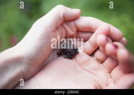 Bild von Frauenhand Frosch im Freien halten beschnitten Stockfoto