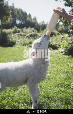 Mannes Hand füttern Lamm mit Milchflasche auf Rasen Stockfoto