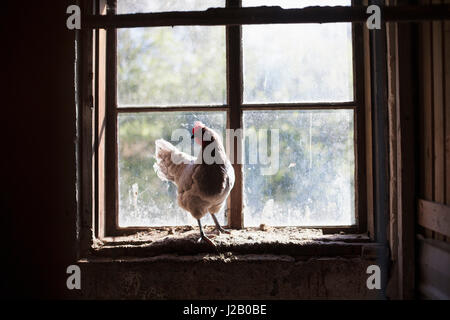 Huhn auf Fensterbank Stockfoto