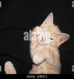 Erhöhte Ansicht der Kätzchen in der Nacht Stockfoto