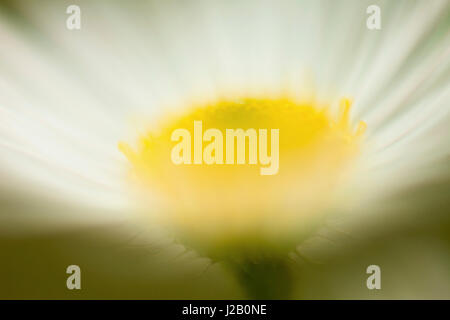 Extreme Nahaufnahme von White Daisy blühen im freien Stockfoto