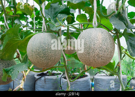 Closeup, Melone / Musk Melon / Cucumis Melo L. var. Cantalpensis / Cucurbitaceous Stockfoto