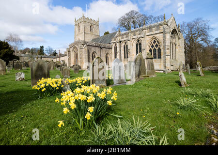 Narzisse Blumen in der Frühlingssonne, Rolmaldkirk Kirche, Teesdale, County Durham, Großbritannien Stockfoto