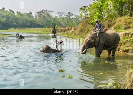 Vier Elefanten (elephas Maximus indicus) erhalten von ihren Mahouts im rapti River im Chitwan Nationalpark gewaschen Stockfoto