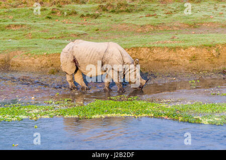 Eine indische one-horned Rhinoceros (Rhinoceros unicornis) ist zu Fuß entlang der rapti River im Chitwan Nationalpark Stockfoto