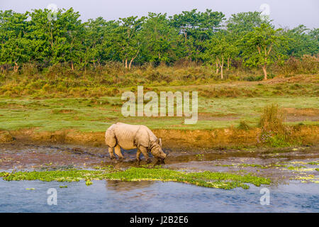 Eine indische one-horned Rhinoceros (Rhinoceros unicornis) ist zu Fuß entlang der rapti River im Chitwan Nationalpark Stockfoto