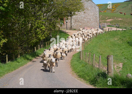 Hill-Schafe auf der Straße Stockfoto