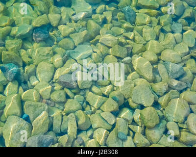 Wasserlinsen zwischen Steinen am Rand Wassers. Stockfoto