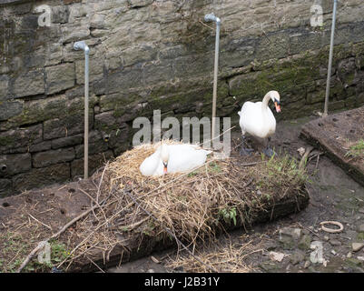 Verschachtelung Schwan, Ouseburn Tal, Newcastle Upon Tyne, England, UK Stockfoto