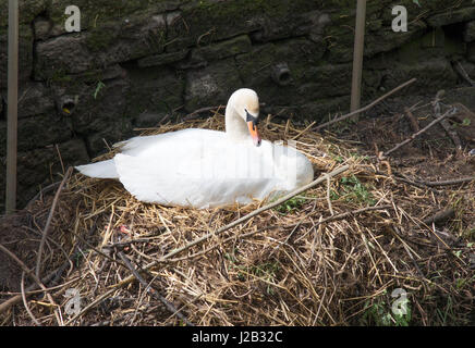 Verschachtelung Schwan, Ouseburn Tal, Newcastle Upon Tyne, England, UK Stockfoto