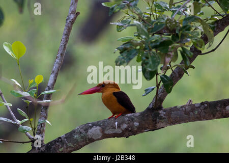 Brown-winged Eisvogel am Ort genannt Khoirapakha Machranga in den Sundarbans. ein UNESCO-Weltkulturerbe und ein Naturschutzgebiet. Die größte beleuchtet Stockfoto