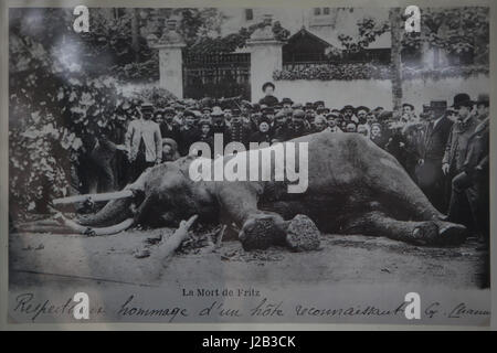 Toten Elefanten namens Fritz kurz danach im Bild wurde in Tours, Frankreich, am 11. Juni 1902 getötet. Indischer Elefant (Elephas Maximus Indicus) namens Fritz diente als ein Zirkus-Tier im Zirkus Barnum & Bailey. Der Elefant wurde wegen Aggressivität während der Circus European Tour erdrosselt. Die Stoffelefanten erscheint nun im Musée des Beaux-Arts de Tours (Museum of Fine Arts) in Tours, Indre-et-Loire, Frankreich. Stockfoto