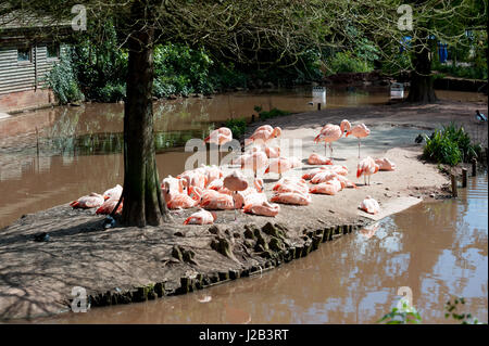 Flamingos in Paignton zoo Stockfoto