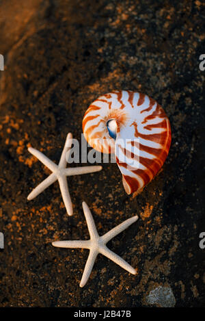 Nautilus Muschel am Steinstrand unter Sonnenaufgang Sonne Licht, Kanarischen Inseln, Spanien Stockfoto