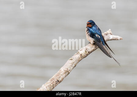 Eine Rauchschwalbe ruht auf einem Ast über dem Wasser in Oostvaardersplassen in den Niederlanden. Stockfoto