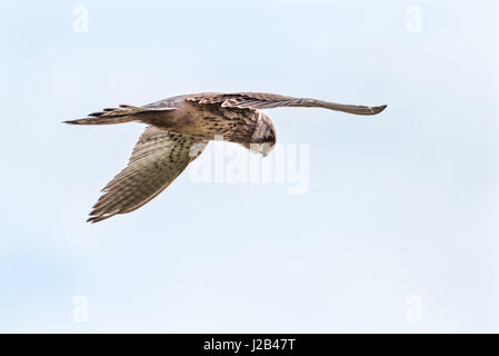 Greifvögel - ein Jagd Mäusebussard (Buteo Buteo) liegt in der Luft, auf der Suche nach Beute. Stockfoto