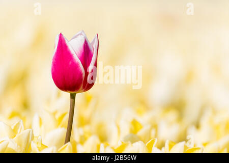 Eine rote mit weißen Tulpe steht in einem Feld mit gelben Tulpen in voller Blüte. Die rote Tulpe ist ein wenig höher als die gelben Blüten, die machen Stockfoto