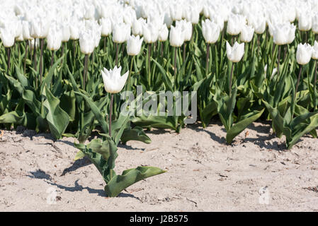 Eine einzelne weiße Tulpe steht im Boden vor einem Feld voller weißen Tulpen in voller Blüte. Stockfoto