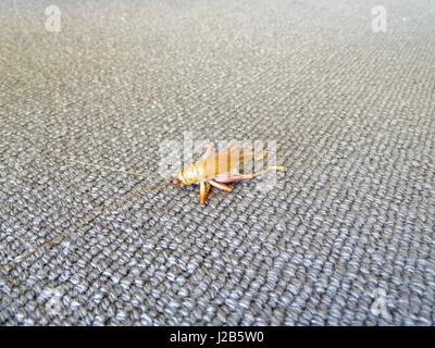 Eine Heuschrecke Stockfoto