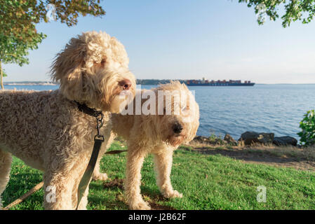 Zwei doodle Hunde im Park am Meer Stockfoto