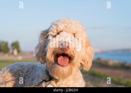 Flauschige Cobber Hund lächelnd im Sonnenlicht Stockfoto