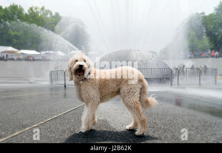 Labradoodle spielen in Brunnen Stockfoto