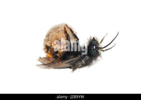 Schraffur für eine Mauerbiene (Osmia Cornuta), Schweiz Stockfoto