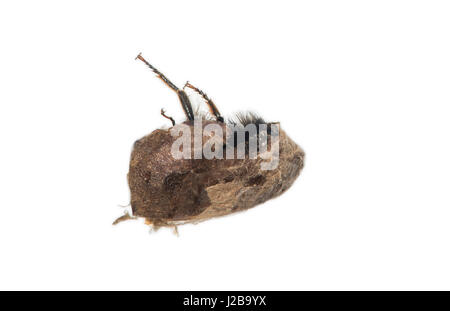 Schraffur für eine Mauerbiene (Osmia Cornuta), Schweiz Stockfoto