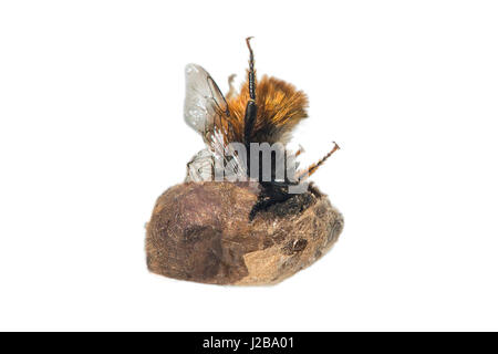 Schraffur für eine Mauerbiene (Osmia Cornuta), Schweiz Stockfoto