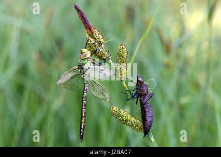 Frisch geschlüpfte männliche Kaiser Libelle (Anax Imperator), Hausierer Familie (Aeshnidae), Schweiz Stockfoto