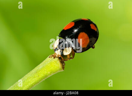 Asiatische Ladybeetle (Harmonia Axyridis), Schweiz Stockfoto