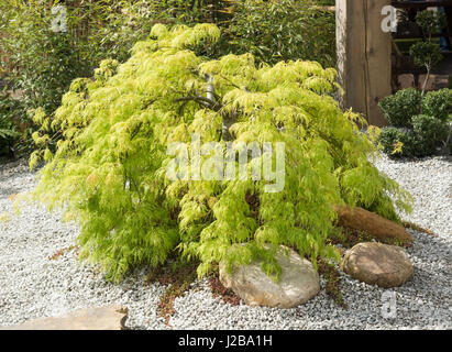 Japanischer Ahorn - Acer Palmatum Dissectum "Viridis" Stockfoto