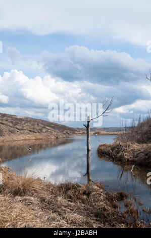 Ein Baum steht in einem Körper des Wassers im Glenbow Ranch Provinzpark Stockfoto