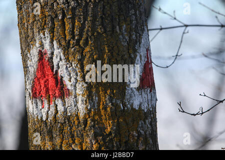 BRASOV, Rumänien, 28. Januar 2017: Touristische Zeichen/Mark auf dem Baum in Tampa Wald in Brasov, Rumänien. Stockfoto