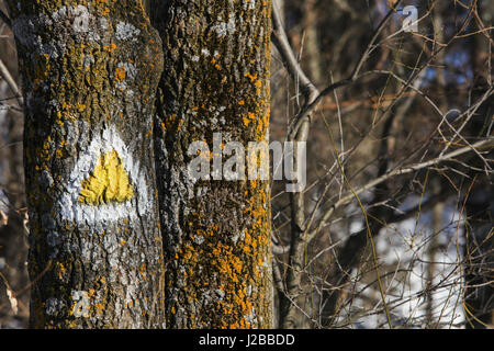 BRASOV, Rumänien, 28. Januar 2017: Touristische Zeichen/Mark auf dem Baum in Tampa Wald in Brasov, Rumänien. Stockfoto