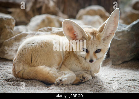 Nahaufnahme eines Fennec Fuchs (Vulpes Zerda). Stockfoto