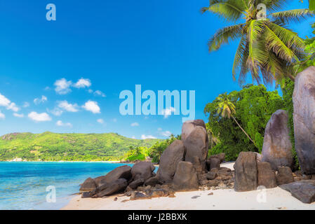 Palmen Sie und Granitfelsen am Strand, Insel Mahe, Seychellen Stockfoto
