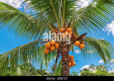 Orange Kokosnuss auf Palme Stockfoto