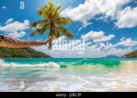 Tropischen Ozeanstrand mit Kokosnuss-Palme in hellen, sonnigen Tag. Stockfoto