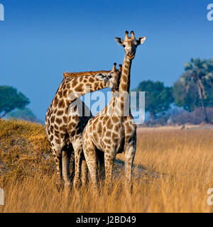Okavango Delta, Botswana. Ein paar junge Giraffe Einschnürung. Stockfoto