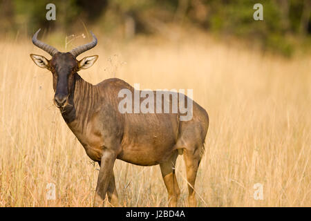 Okavango Delta, Botswana. Nahaufnahme der gemeinsamen Kudus. Stockfoto
