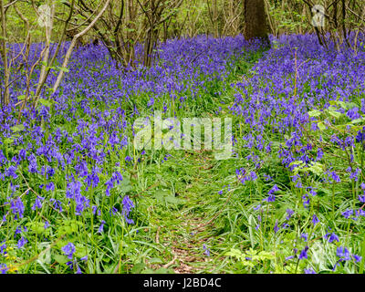 Ein Teppich aus Glockenblumen in Besen Wald nahe Hinton Ampner, Hampshire im April 2017 Stockfoto