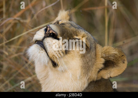Okavango Delta, Botswana. Eine weibliche Inhalte schauenden Löwen. Stockfoto